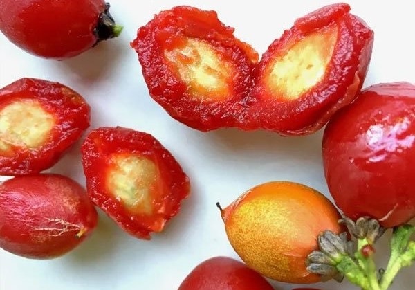 Image of the pulps and seeds of Peanut Butter Fruits. Image credit: Green of Kerala. https://www.greensofkerala.com/p/peanut-butter-fruit-seedling-live-fruit-plant/