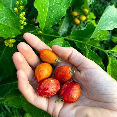 Image of red-orange Peanut Butter Fruits held on the palm of a hand. Image credit: Miami Fruits. https://miamifruit.org/products/peanut-butter-fruit-exclusive-product-launch