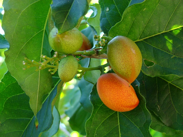 Image of Peanut Butter Fruits Plant revealing the orange ripe and green unripe fruits. Wikipedia. https://en.wikipedia.org/wiki/Bunchosia_glandulifera