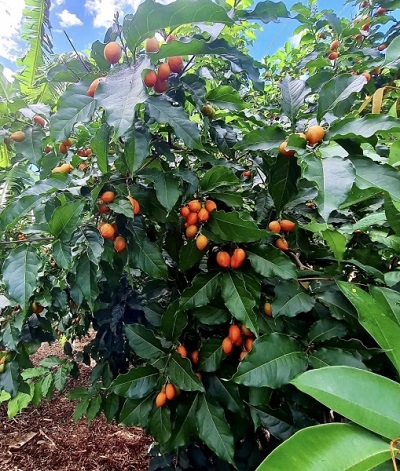 Image of Peanut Butter Fruit Tree. This attractive tree has clusters of yellow flowers that are followed by an abundance of dark red fruit to around 2.5cm long. Image credit: Delay Fruit Tree Nursery, Australia. https://www.daleysfruit.com.au/fruit%20pages/peanut.htm