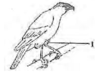 JAMB UTME Biology Past Question 2010 Q 9 and 10 Images: 2