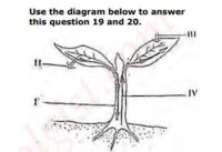 JAMB UTME Biology Past Questions 2012 Numbers 19 and 20. Images: 2