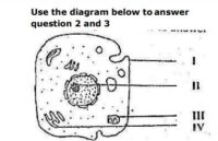JAMB UTME Biology Past Questions 2012 Numbers 2 and 3. Images: 1