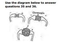 JAMB UTME Biology Past Questions 2015 Numbers 35 and 36. Images: 2