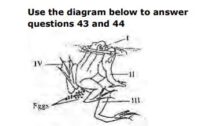 JAMB UTME Past Questions and Answers 2015 Numbers 43 and 44. Images: 6