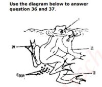 JAMB UTME Past Questions and Answers 2018 Numbers 36 and 37. Images: 3