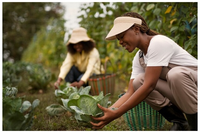 43,000+2,000 UK Seasonal Workers Visa Jobs 2024/2025 to 2029 for Foreigners in Video and Images - Visa, Eligibility, Requirements, How to Apply, Salary and Sponsorship Companies: UK Government 45,000 Seasonal Workers Visa Jobs 2024/2025 video featured image with text overlay on agriculture workers, detailing 43,000 horticulture and 2,000 poultry roles for foreigners.