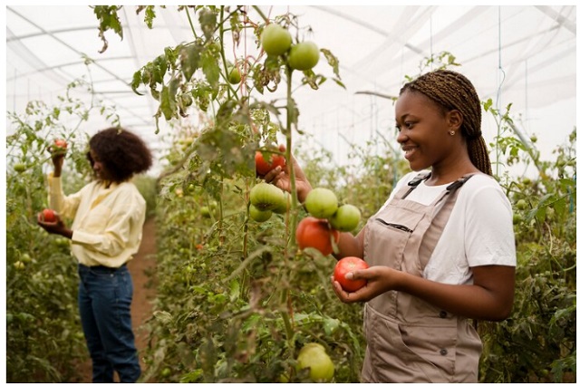 UK Seasonal Workers Visas Videos: 1 and Images: 4: UK Seasonal Horticulture Workers Harvesting Tomatoes for 2025-2029 Visa Jobs 45,000 + 2,000 UK Seasonal Foreign Workers Visa Jobs in Agriculture (Horticulture and Poultry) 2025 to 2029 - Visa, Eligibility, Requirements, How to Apply, Salary and Sponsorship Companies - Video and Images: 4: Two seasonal workers picking ripe tomatoes in a UK greenhouse, representing UK seasonal agriculture jobs and visa opportunities 2025-2029.